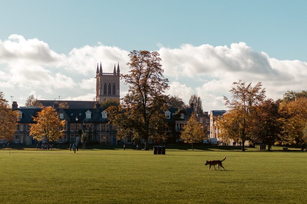 Dog wandering college campus