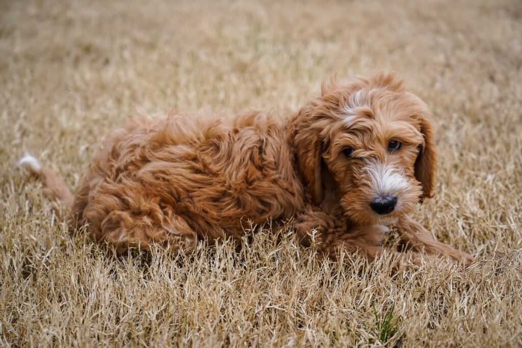 Goldendoodle relaxing in field